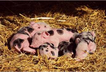 Piglets Breeding