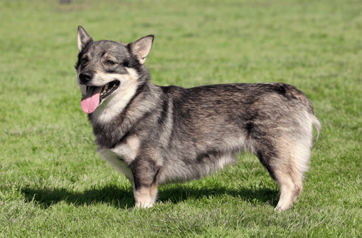 Swedish Valhund