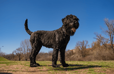 Black Russian Terrier