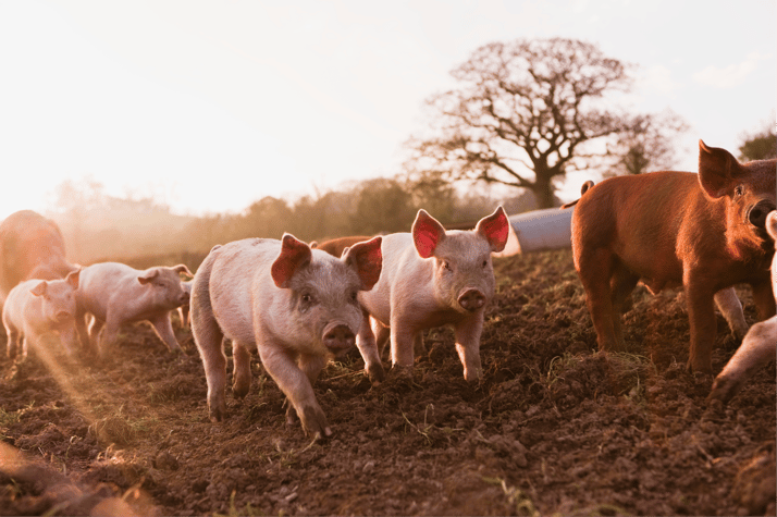 Pig Farm