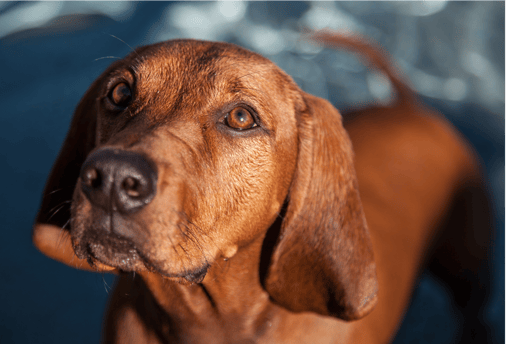 Redbone Coonhound