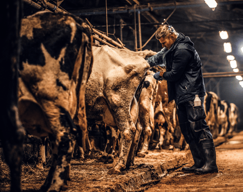 Artificial Insemination Bovines