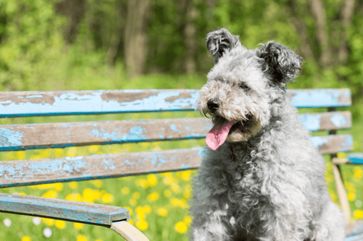 Pumi Dog Breed