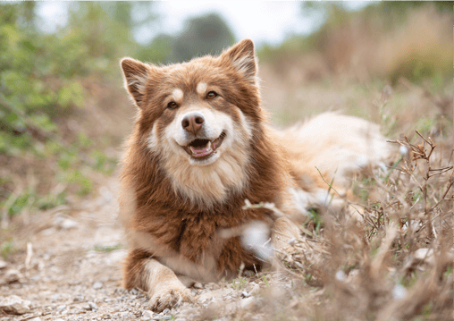 Finnish Lapphund