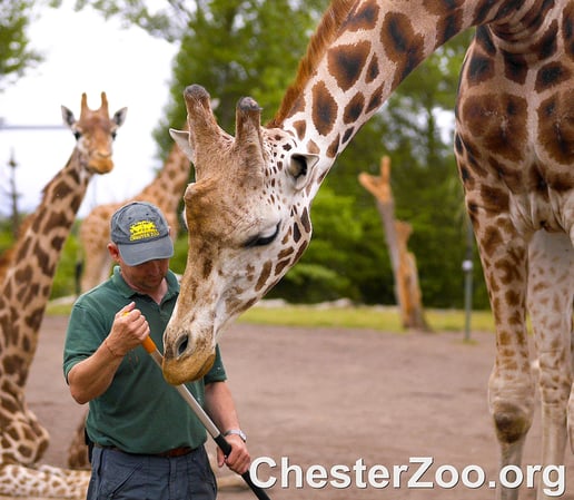 Chester Zoo